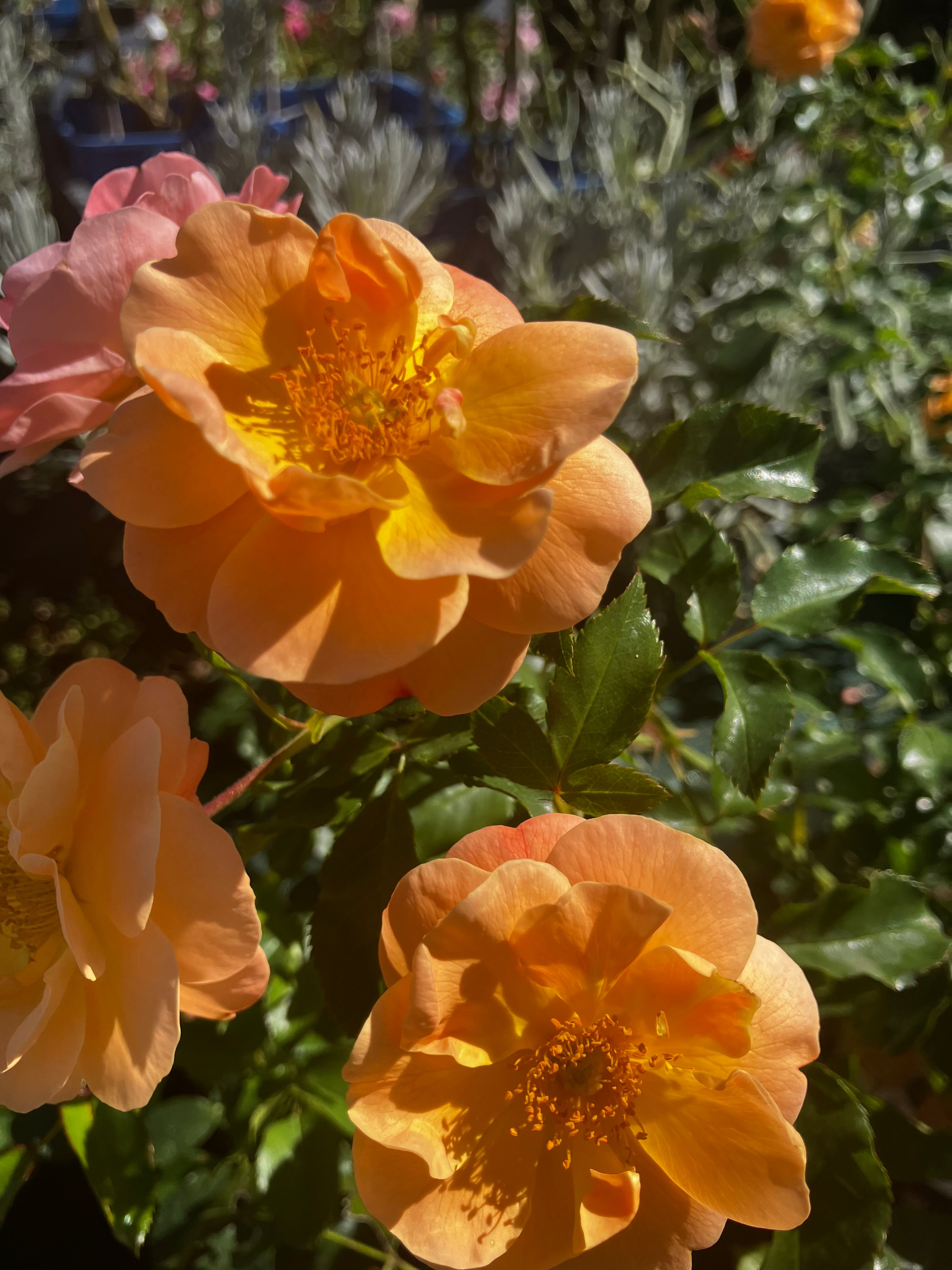 Kleinstrauchrose 'Sedana'® / Rosa 'Sedana'®